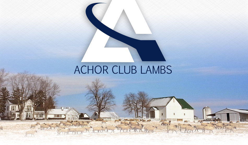 Achor Club Lambs