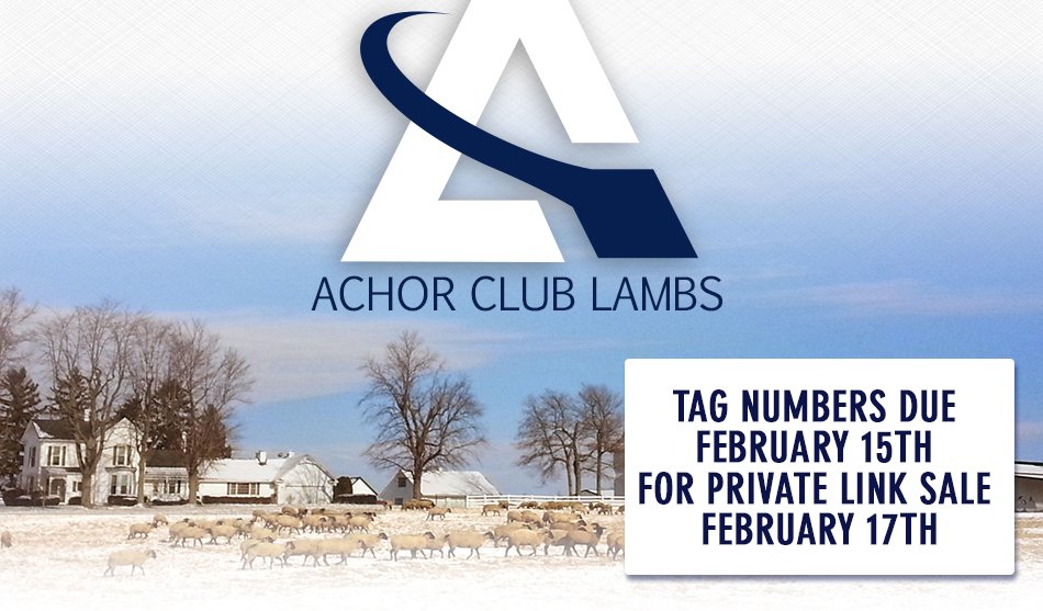 Achor Club Lambs